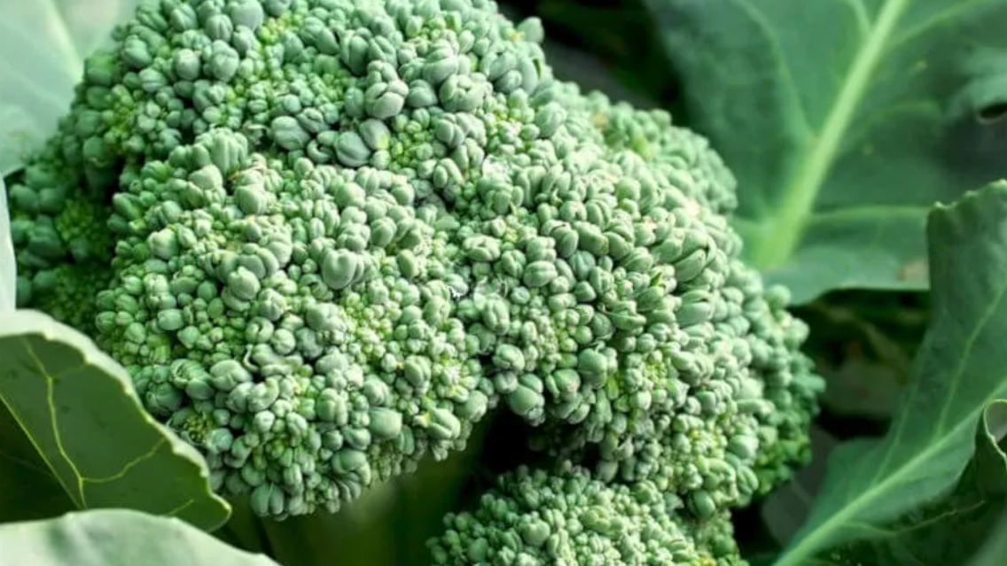 bea brocoli acuap